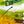 Abstract Painting – Original Wall Art – Acrylic Oil & Mixed Media on Canvas – Green Yellow Painting – 