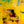 Vibrant Yellow Modern Abstract Wall Art — Original Oil Painting, Textured Canvas — 